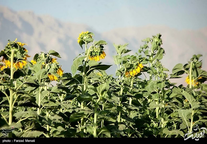 آفتاب‌گردان‌ها در کرمانشاه